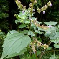 Pogostemon heyneanus Benth.